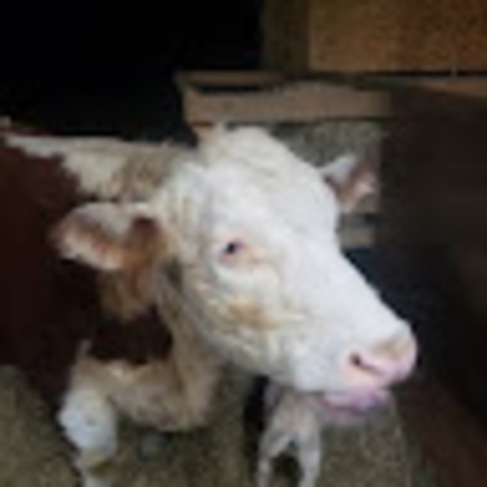 Meet your Posher, Hunter